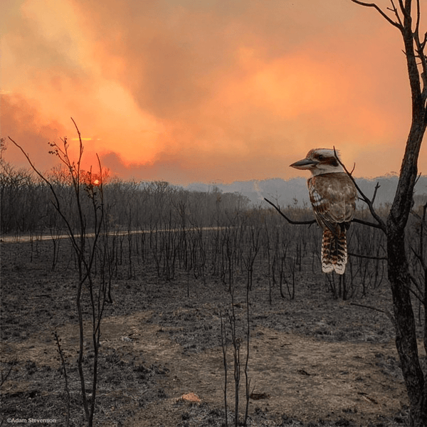 Australian bushfires claim over a billion in wildlife and the destructions continues.