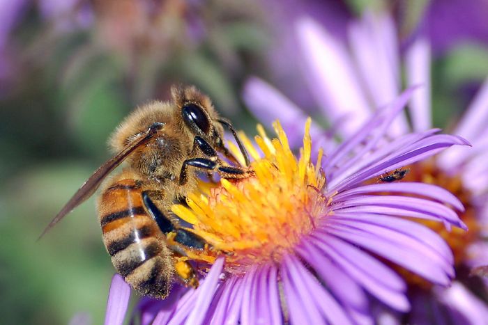Bee colonies colapse in fire ravaged areas of Australia.